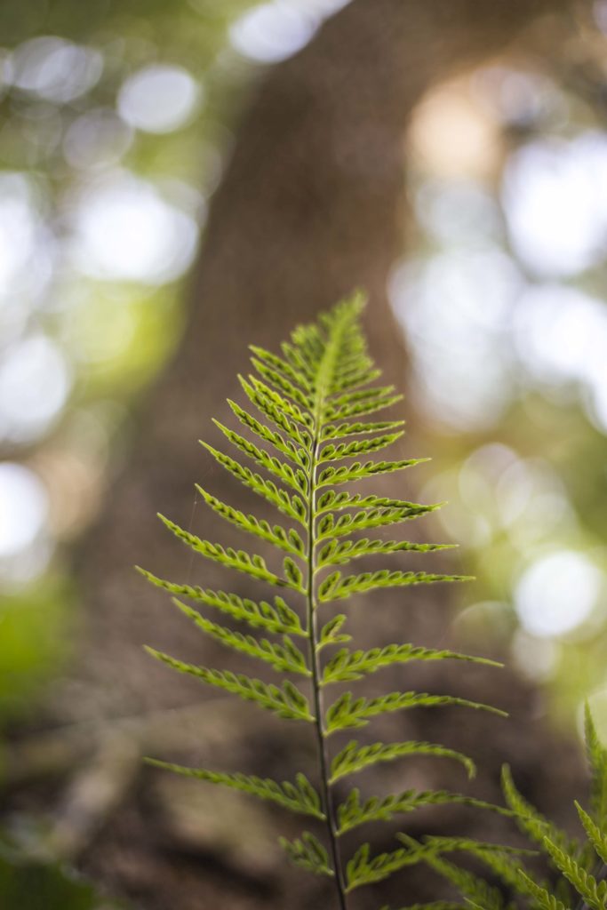image of a fern at the base of a tree, illustrating growth with a spiritual mentor