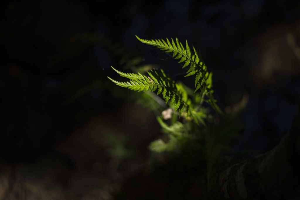 fern growing in the dark, illustrating a crisis and support with a spiritual mentor