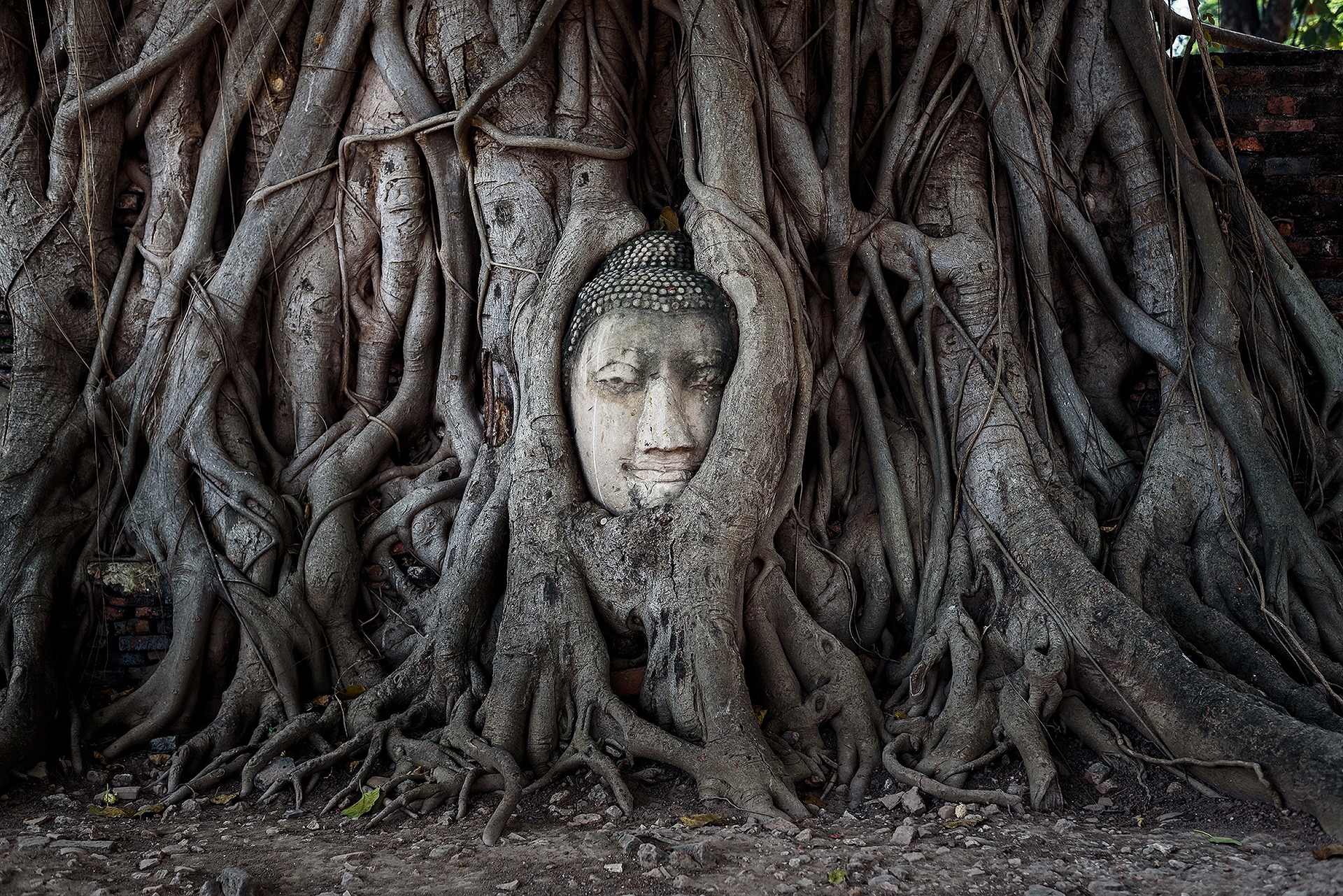 Buddhist statue inside tree roots, representing inner peace